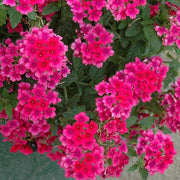 Dark Pink Verbena Seeds