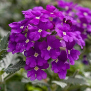 Dark Purple Verbena Seeds