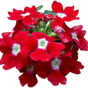 Red White Verbena Seeds