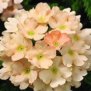 Light Orange Verbena Seeds