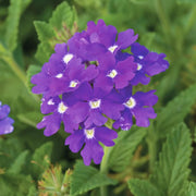 Semi-Trailing Verbena Seeds