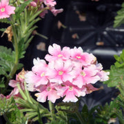 Baby Pink Verbena Seeds