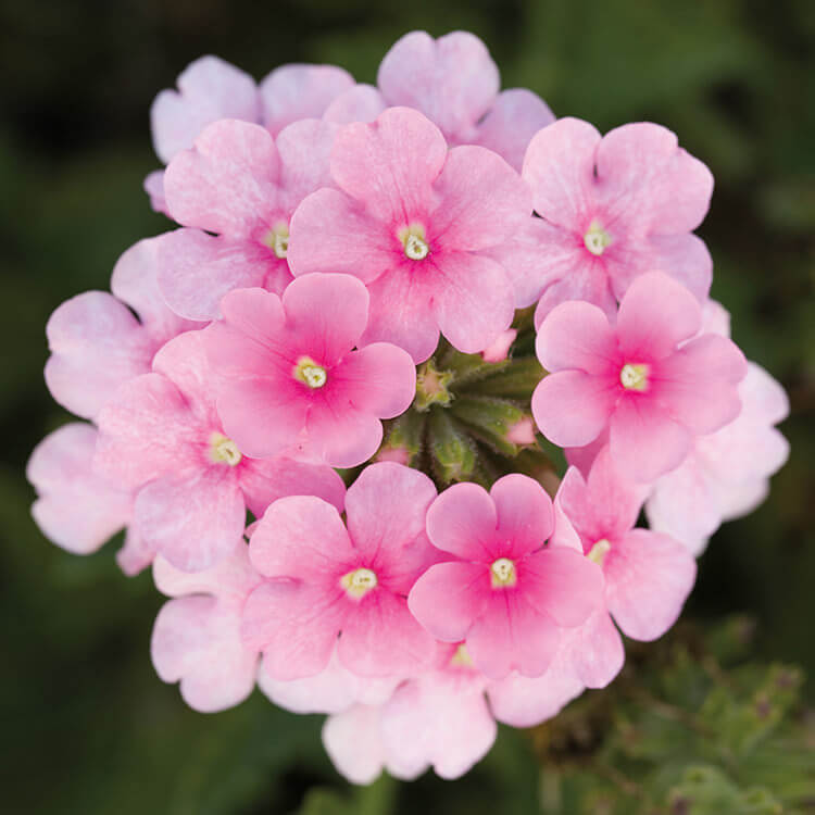 Baby Pink Verbena Seeds