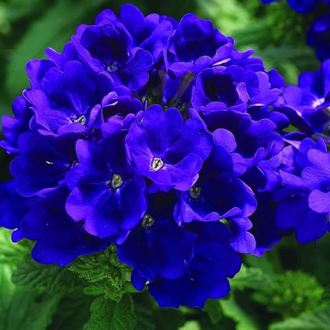 Blue Lagoon Verbena Seeds