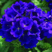 Blue Lagoon Verbena Seeds
