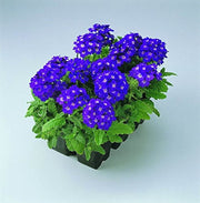 Blue Lagoon Verbena Seeds