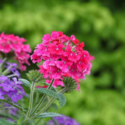Dark Pink Verbena Seeds