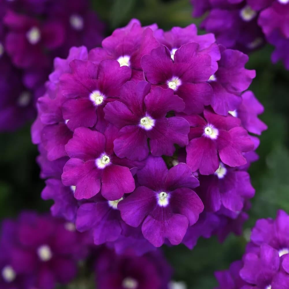 Dark Purple Verbena Seeds