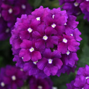 Dark Purple Verbena Seeds