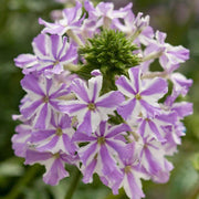 Lavender White Verbena Seeds