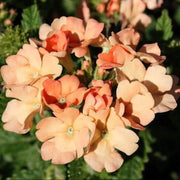 Light Orange Verbena Seeds