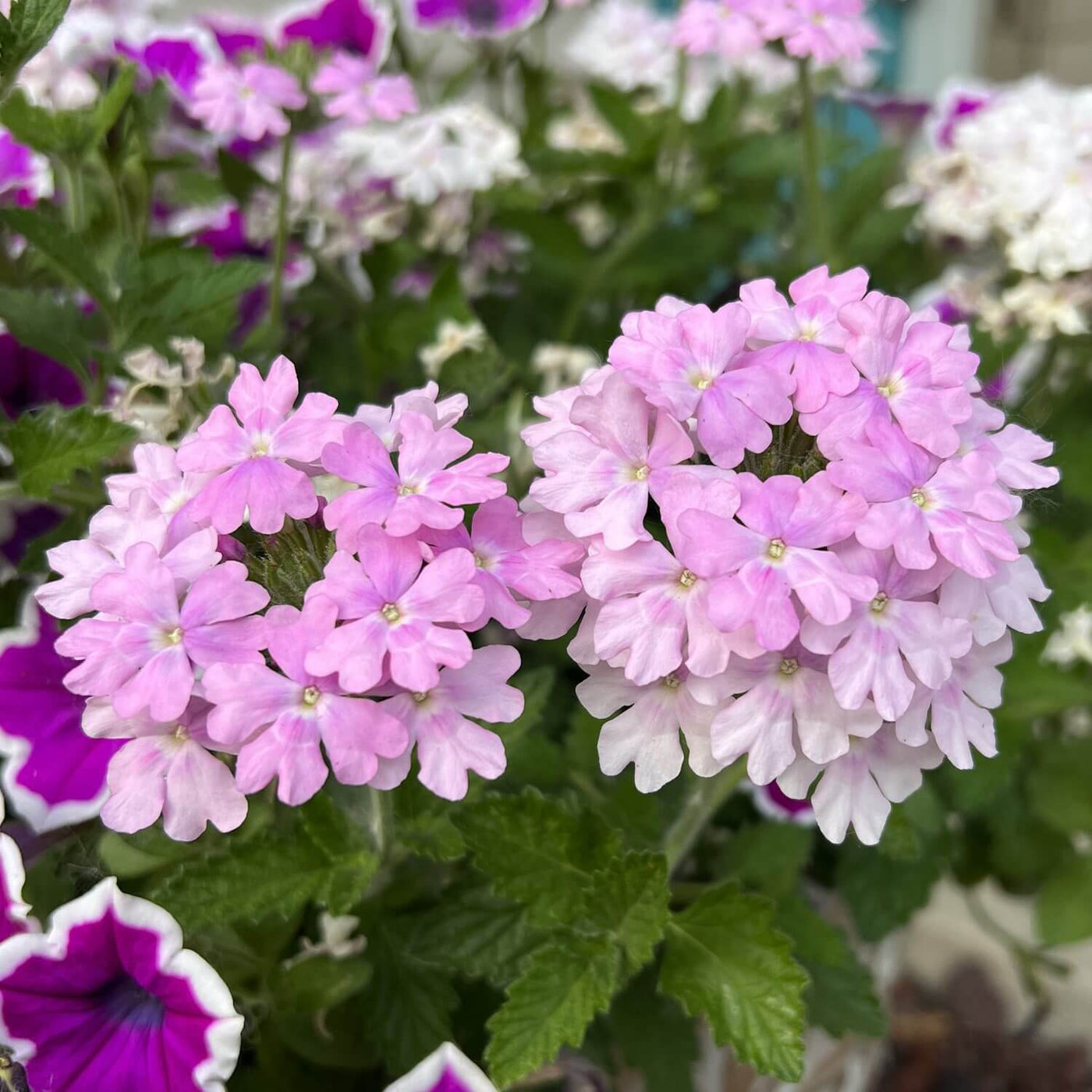 Light Pink Verbena Seeds
