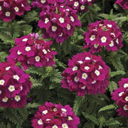 Logro Burgundy Verbena Seeds