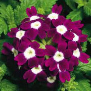 Logro Burgundy Verbena Seeds