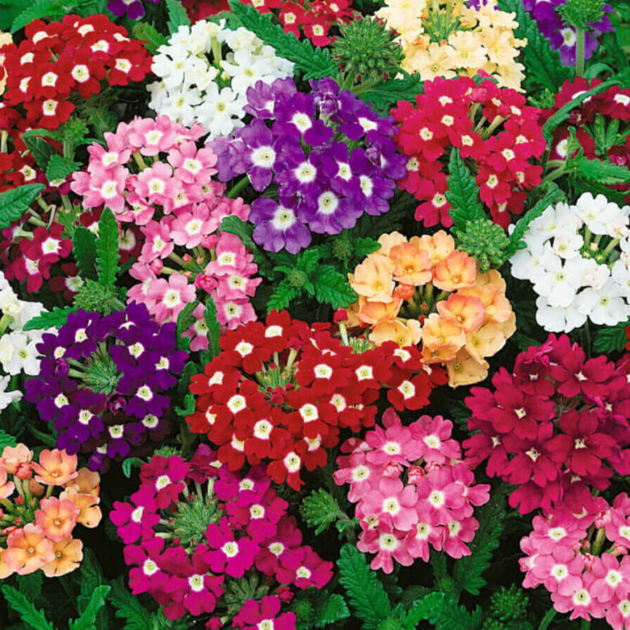 Mixed Color Verbena Seeds