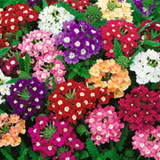 Mixed Color Verbena Seeds