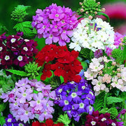 Mixed Color Verbena Seeds