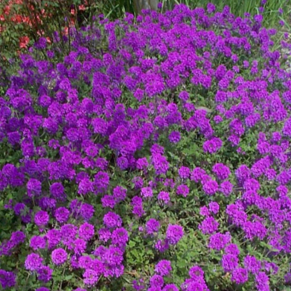 Moss Verbena Seeds