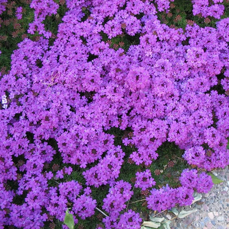 Moss Groundcover Verbena Seeds