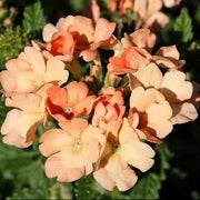 Peach Verbena Seeds