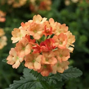 Peach Verbena Seeds
