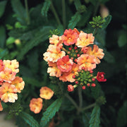 Peaches and Cream Verbena Seeds