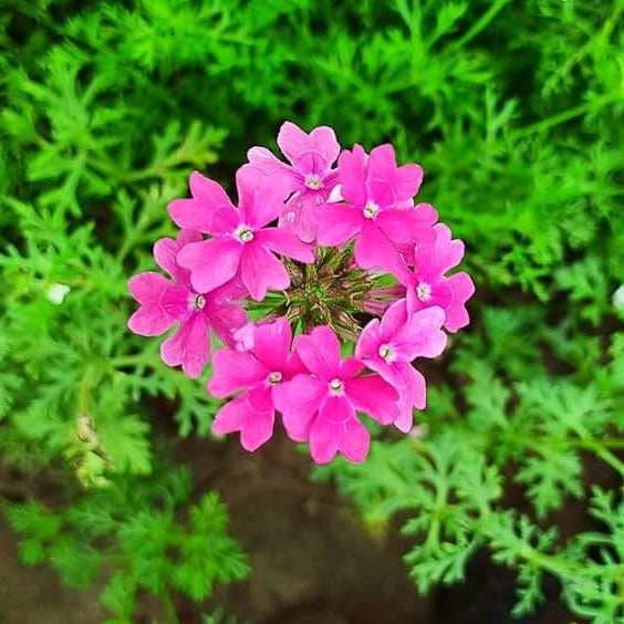 Pink Verbena Seeds