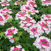 Pink & White Verbena Seeds