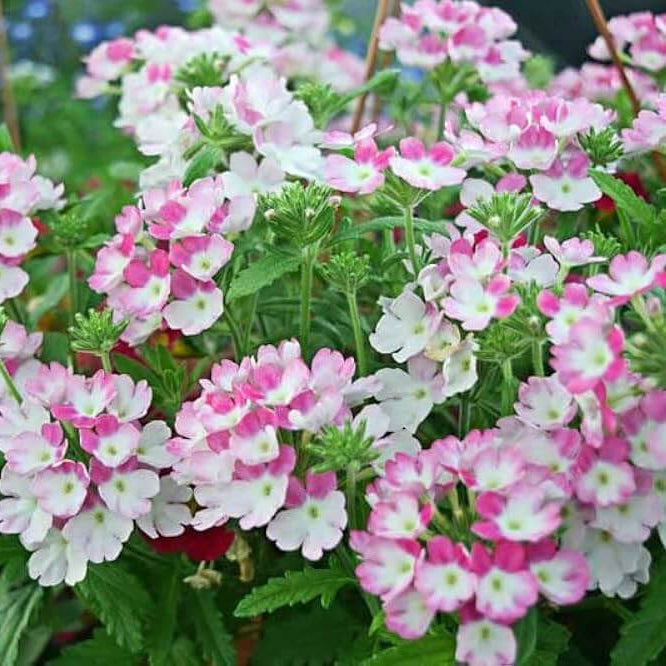 Pink & White Verbena Seeds