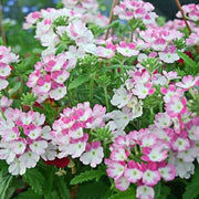 Pink & White Verbena Seeds