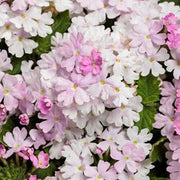 Pink & White Verbena Seeds