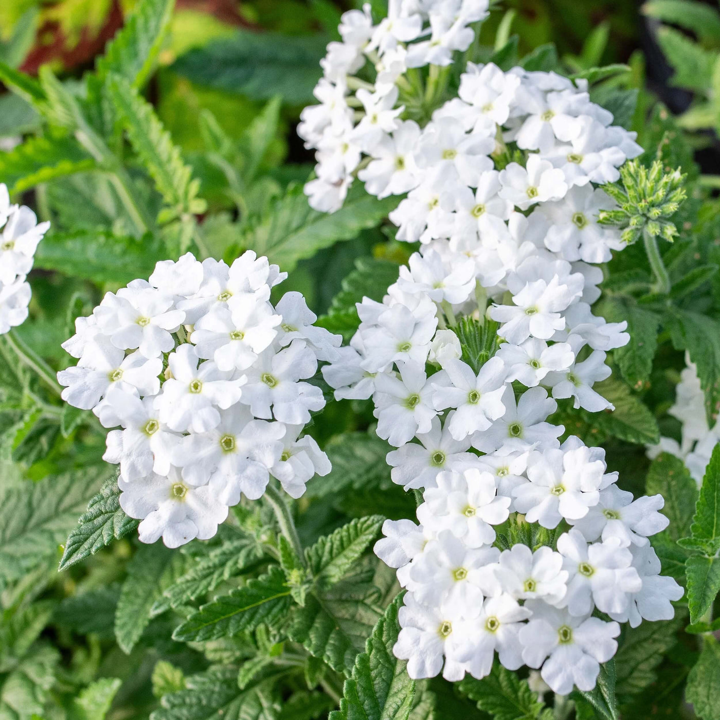 Pure White Verbena Seeds