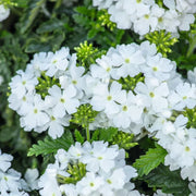 Pure White Verbena Seeds