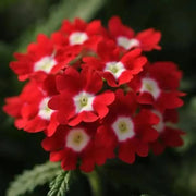 Red White Verbena Seeds
