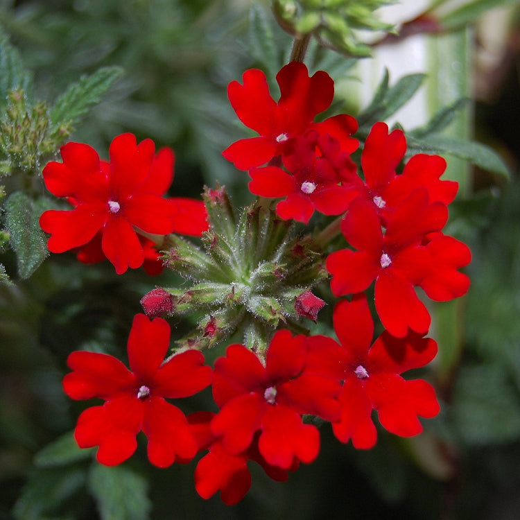 Scarlet Red Verbena Seeds
