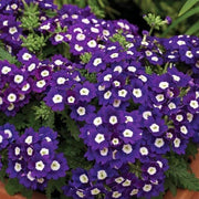 Semi-Trailing Verbena Seeds