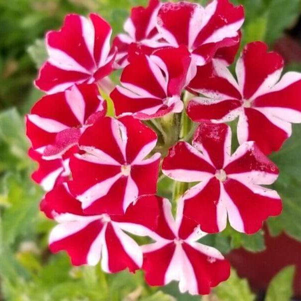 Stripe Verbena Seeds