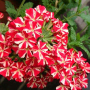 Stripe Verbena Seeds