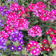 Verbena Seeds – Verbena × hybrida