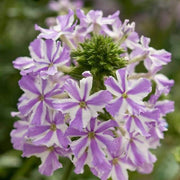 White Purple Verbena Seeds