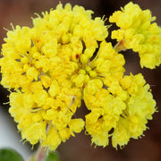 Yellow Verbena Seeds
