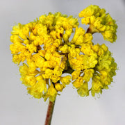 Yellow Verbena Seeds