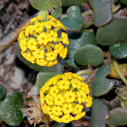 Yellow Verbena Seeds