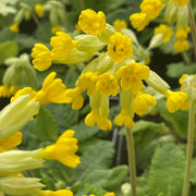 Wildflower Mix Veris Seeds