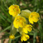 Wildflower Mix Veris Seeds