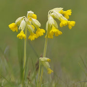 Wildflower Mix Veris Seeds