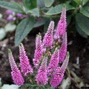 Veronica Pink Potion Seeds, Herbal