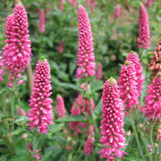 Veronica Pink Potion Seeds, Herbal