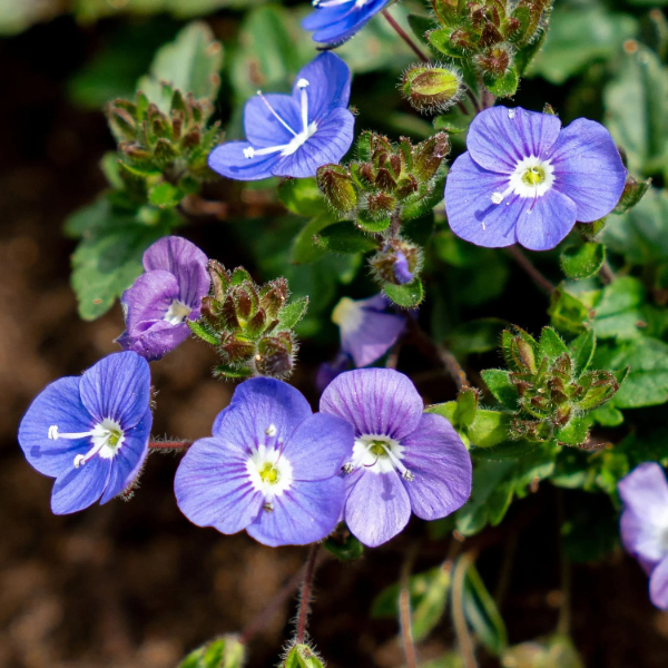Creeping Speedwell Veronica Repens Seeds