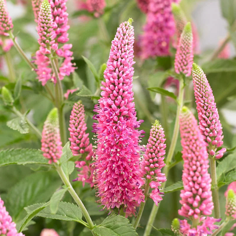 Veronica Pink Potion Seeds, Herbal